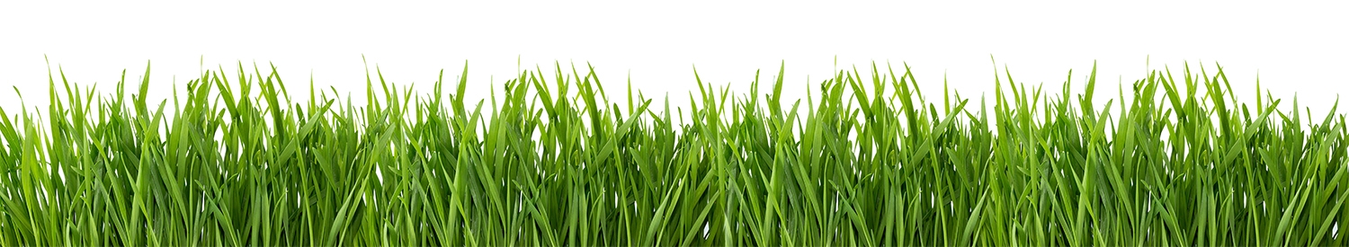 Green grass isolated on white background.